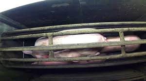 MajorityOfPigsAreGassed